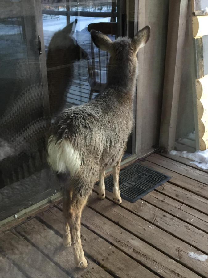 Rocky Mountain Lodge Dubois Luaran gambar